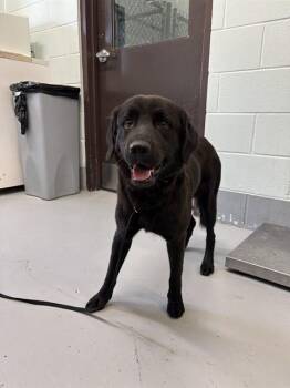 BAXTER -  Labrador Retriever and Mixed Breed Dog for Adoption in Corpus Christi, Texas - BAXTER | PetCurious