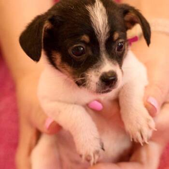Terrier Dogs Available for Adoption in Hillsborough, North Carolina - Clara | PetCurious