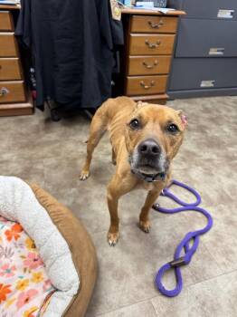 Mixed Breed Dogs Available for Adoption in Springfield, Ohio - Starbuck | PetCurious