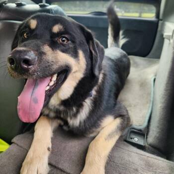 Rockie -  German Shepherd Dog and Rottweiler Dog for Adoption in Richmond Hill, Georgia - Rockie | PetCurious