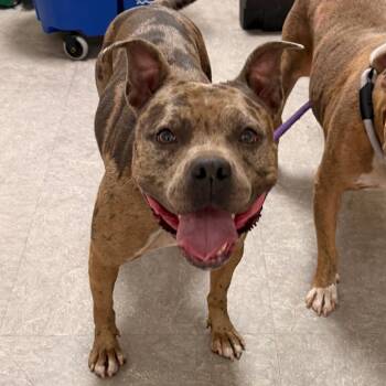 Carla -  Pit Bull Terrier Dog for Adoption in Philadelphia, Pennsylvania - Carla | PetCurious