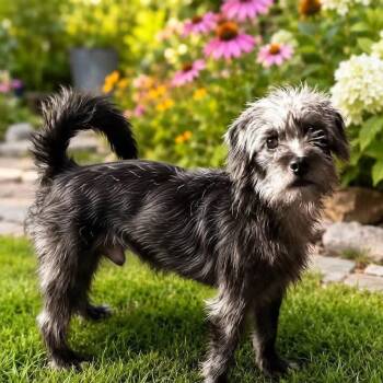 Eros -  Cairn Terrier Dog for Adoption in Wichita Falls, Texas - Eros | PetCurious