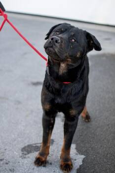 Rottweiler Dogs Available for Adoption - Smitty | PetCurious