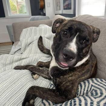 Mixed Breed Dogs Available for Adoption in Groveland, Massachusetts - Crab | PetCurious