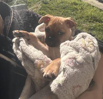 Pug Dogs Available for Adoption in Ventura, California - Jesse | PetCurious