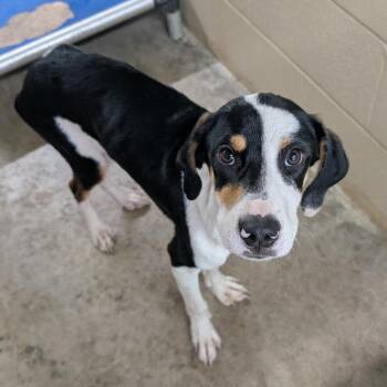 Yakko-blue collar -  Hound and Beagle Dog for Adoption in Independence, Kansas - Yakko-blue Collar | PetCurious
