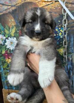 Mei -  German Shepherd Dog and Husky Dog for Adoption in San Diego, California - Mei | PetCurious