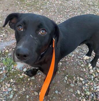 Dachshund Dogs Available for Adoption in Polson, Montana - Toby | PetCurious