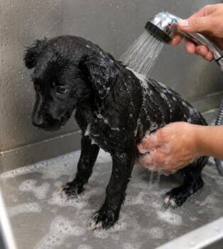 Leslie -  Labrador Retriever and Mixed Breed Dog for Adoption in Taylorsville, North Carolina - Leslie | PetCurious
