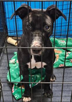 Cher -  American Bully Dog for Adoption in Centerville, Georgia - Cher | PetCurious