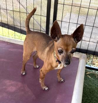 Scooby -  Chihuahua Dog for Adoption in Canutillo, Texas - Scooby | PetCurious