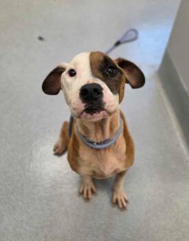 Zeus Allen -  Pit Bull Terrier and Mixed Breed Dog for Adoption in Chillicothe, Ohio - Zeus Allen | PetCurious