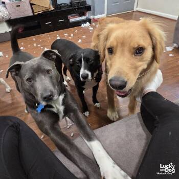 Labrador Retriever and Terrier Dogs Available for Adoption in Washington, District Of Columbia - Hufflepuff | PetCurious
