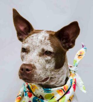 Lucy -  Australian Cattle Dog Blue Heeler Dog for Adoption in Sanford, Florida - Lucy | PetCurious