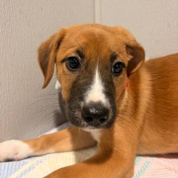Merryweather -  Black Mouth Cur and Mixed Breed Dog for Adoption in Tampa, Florida - Merryweather | PetCurious