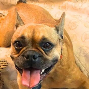 Bella -  French Bulldog and Mixed Breed Dog for Adoption in Toronto, Ontario - Bella | PetCurious