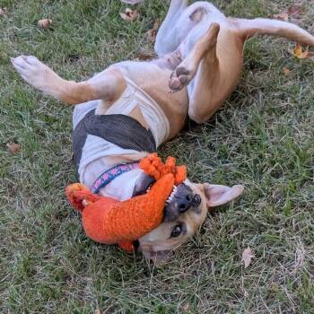 Avery -  Retriever Dog for Adoption in Wake Forest, North Carolina - Avery | PetCurious