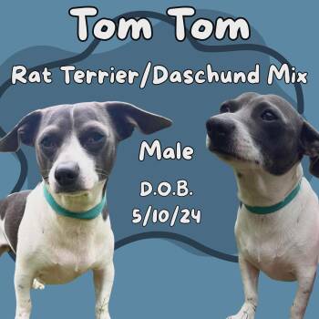 Rat Terrier and Dachshund Dogs Available for Adoption in Caldwell, Texas - Tom Tom | PetCurious