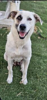 Rescue American Staffordshire Terrier and Great Pyrenees Dogs for Adoption in Pleasant Hill, California - Mama Vivian | PetCurious