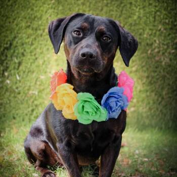 Hound and Mixed Breed Dogs Available for Adoption in Spokane, Washington - Otis | PetCurious