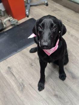 Labrador Retriever Dogs Available for Adoption in Sedalia, Colorado - Britney | PetCurious