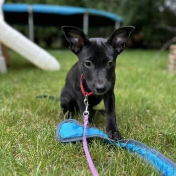 Las Cruces -  Mixed Breed Dog for Adoption in Racine, Wisconsin - Las Cruces | PetCurious