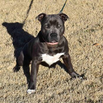 American Staffordshire Terrier Dogs Available for Adoption - Carly | PetCurious