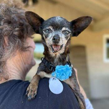 Revlon -  Chihuahua Dog for Adoption in Ramona, California - Revlon | PetCurious
