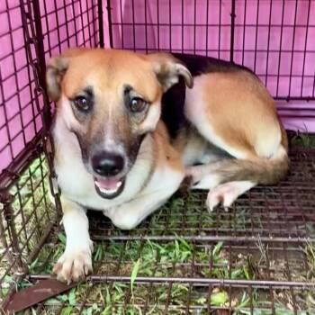 Sweet Dee -  Hound Dog for Adoption in Chattanooga, Tennessee - Sweet Dee | PetCurious