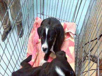 Labrador Retriever and Mixed Breed Dogs Available for Adoption in Tulsa, Oklahoma - A182492 | PetCurious