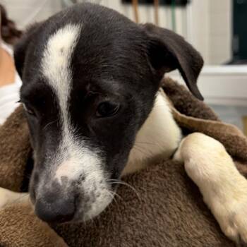 Dawson -  Mixed Breed Dog for Adoption in Walker, Michigan - Dawson | PetCurious