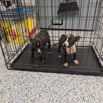 Triple Dipper -  Mixed Breed Dog for Adoption in Greenville, South Carolina - Triple Dipper | PetCurious
