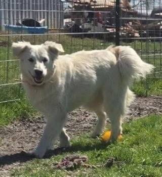 Rescue Golden Retriever Dogs for Adoption in Kemp, Texas - Rose | PetCurious