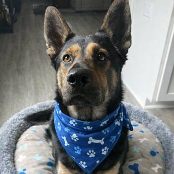 German Shepherd Dog Dogs Available for Adoption - REX | PetCurious