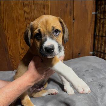 Triton -  Beagle Dog for Adoption in Rockville, Maryland - Triton | PetCurious