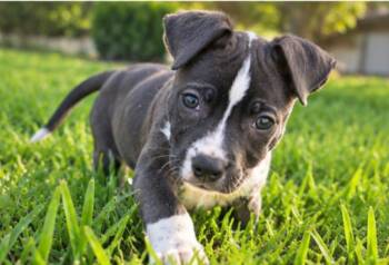 Ella -  American Staffordshire Terrier and American Bully Dog for Adoption in Humble, Texas - Ella | PetCurious