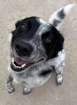 Rescue Australian Shepherd Dogs for Adoption in Waupaca, Wisconsin - Harley | PetCurious