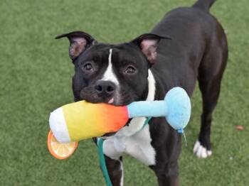 Sullivan -  Mixed Breed Dog for Adoption - Sullivan | PetCurious