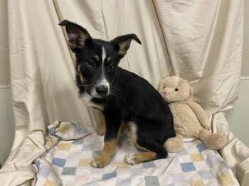 Australian Shepherd Dogs Available for Adoption - A607901 | PetCurious