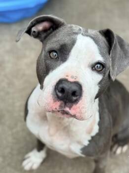 Rainbow Cone -  Pit Bull Terrier Dog for Adoption in Chicago, Illinois - Rainbow Cone | PetCurious