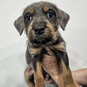 Obi -  Wirehaired Terrier and Labradoodle Dog for Adoption in Kalamazoo, Michigan - Obi | PetCurious