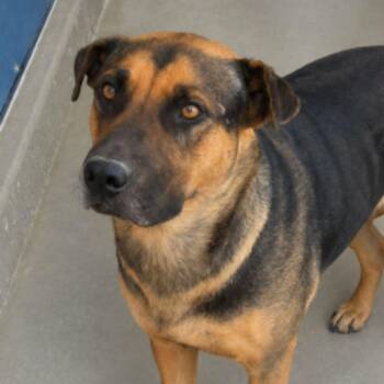 Kiwi -  Rottweiler Dog for Adoption in Kingman, Arizona - Kiwi | PetCurious