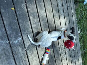 Aria -  Jack Russell Terrier and Rat Terrier Dog for Adoption in Indianapolis, Indiana - Aria | PetCurious