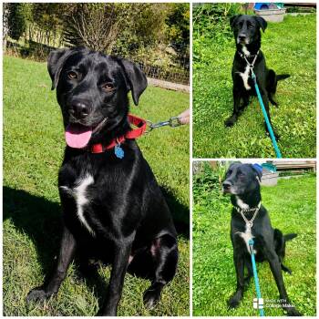 SMOKEY -  Labrador Retriever Dog for Adoption in Coudersport, Pennsylvania - SMOKEY | PetCurious