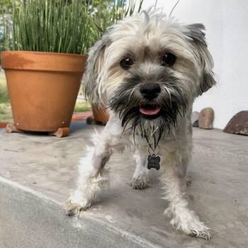 Molly -  Shih Tzu Dog for Adoption in Marfa, Texas - Molly | PetCurious