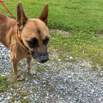 Meadow -  Shepherd and Mixed Breed Dog for Adoption in Morganfield, Kentucky - Meadow | PetCurious