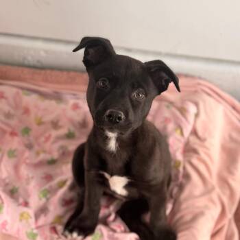 Mixed Breed Dogs Available for Adoption in Goleta, California - Nyla | PetCurious