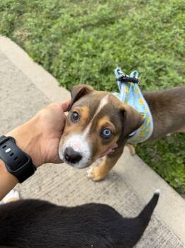 Labrador Retriever Dogs Available for Adoption in The Woodlands, Texas - Nugget | PetCurious