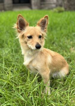 Katy -  Dachshund Dog for Adoption in Helotes, Texas - Katy | PetCurious