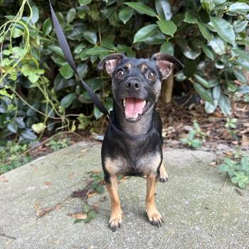 Penelope -  Chihuahua Dog for Adoption in Birmingham, Alabama - Penelope | PetCurious